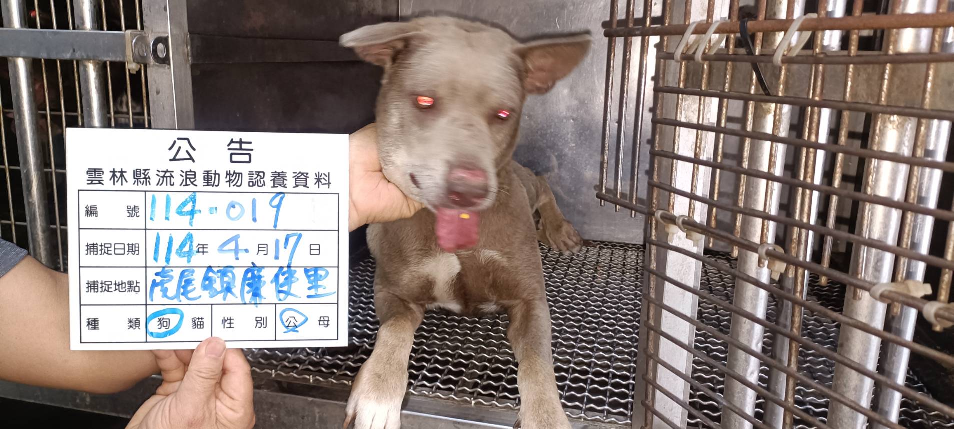 雲林縣已領養狗 混種犬