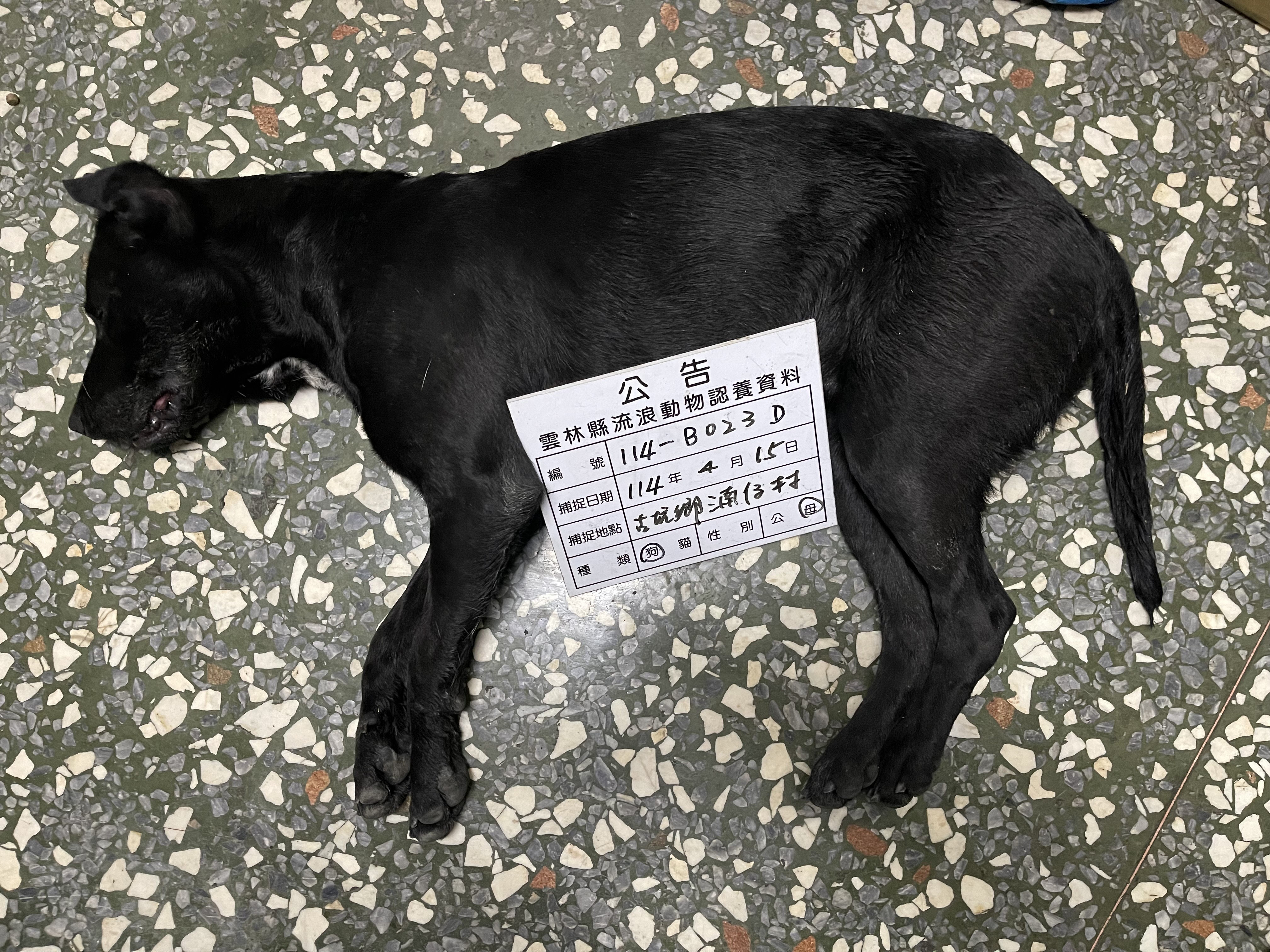 雲林縣已領養狗 混種犬