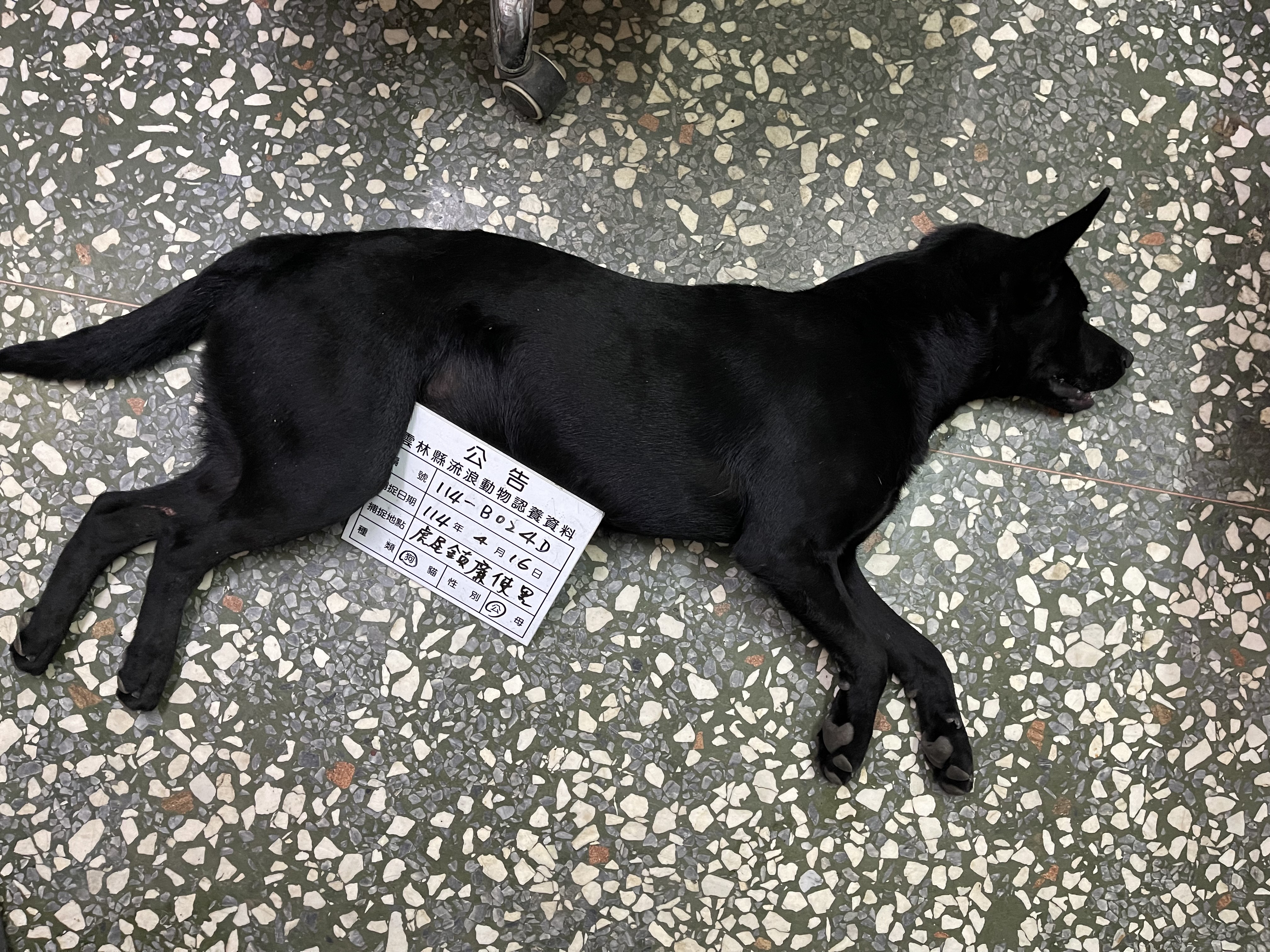 雲林縣已領養狗 混種犬