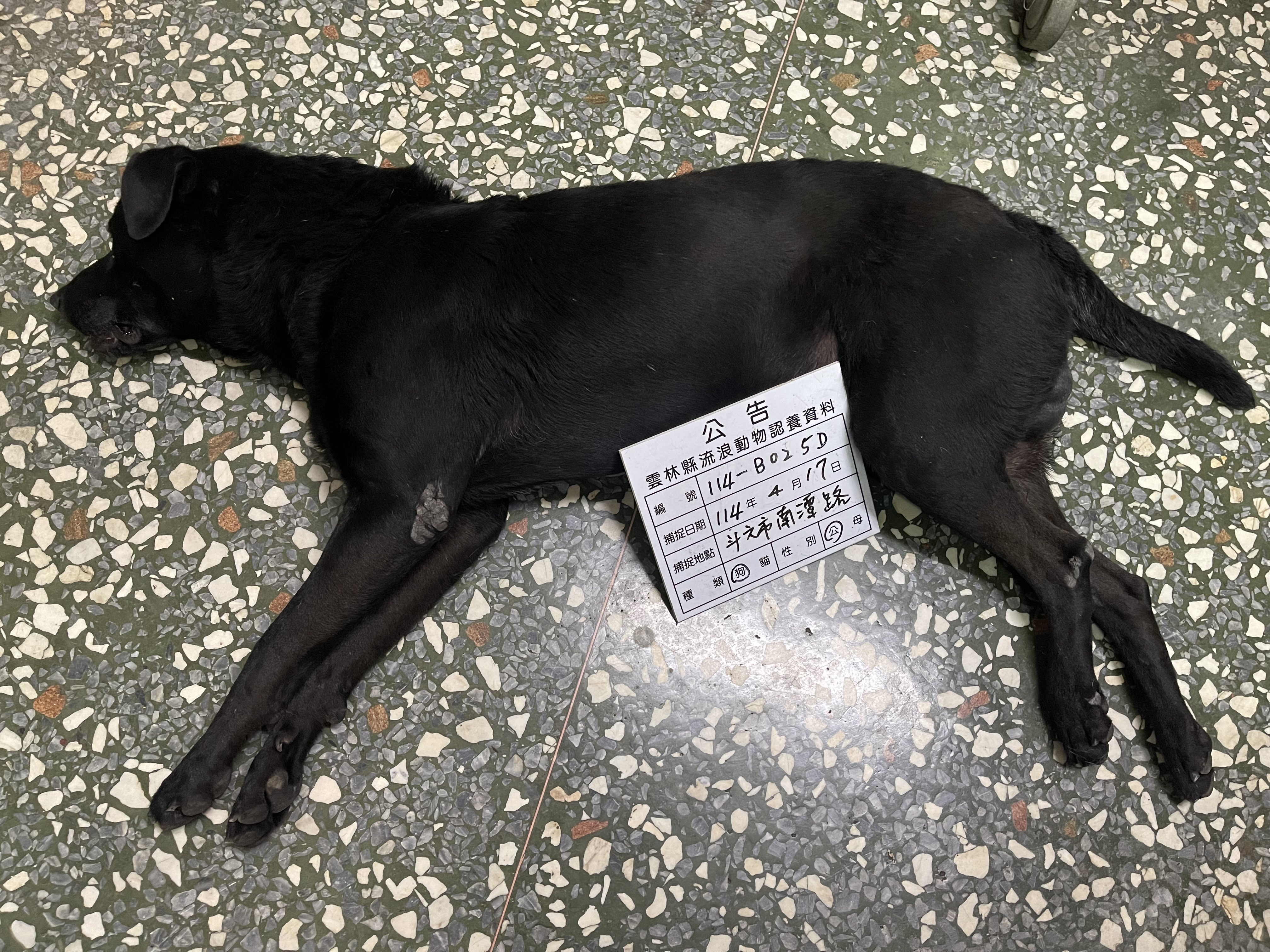雲林縣已領養狗 混種犬