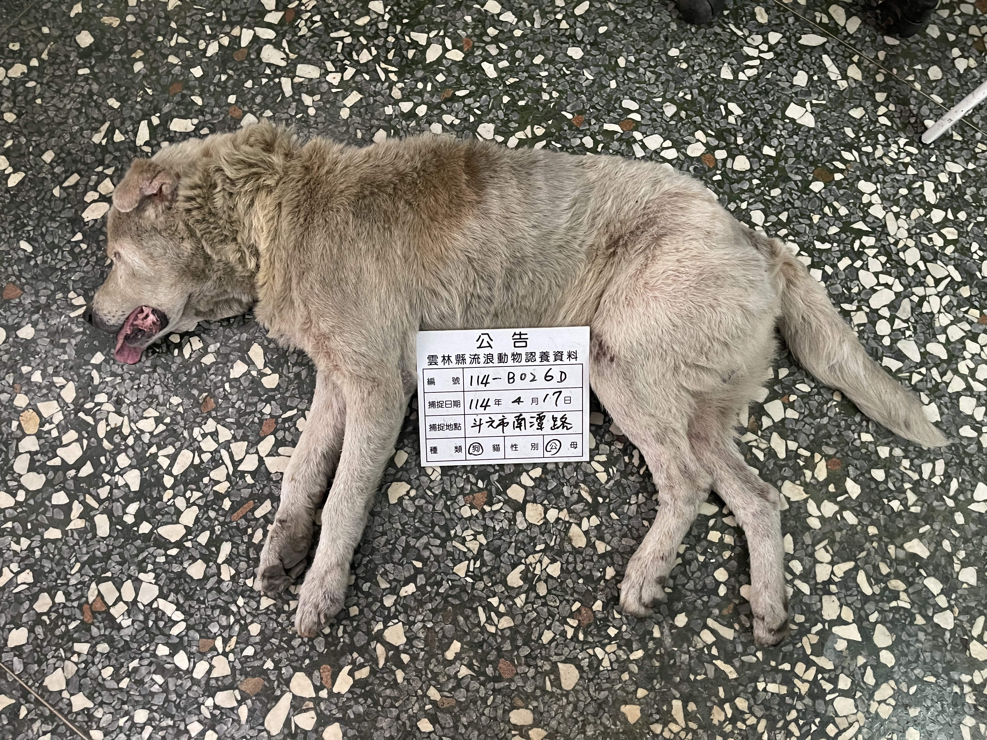 雲林縣已領養狗 混種犬