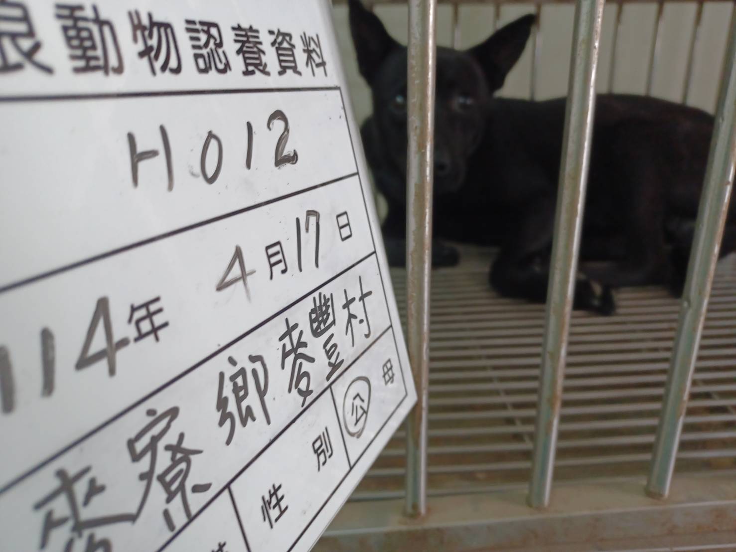 雲林縣已領養狗 混種犬