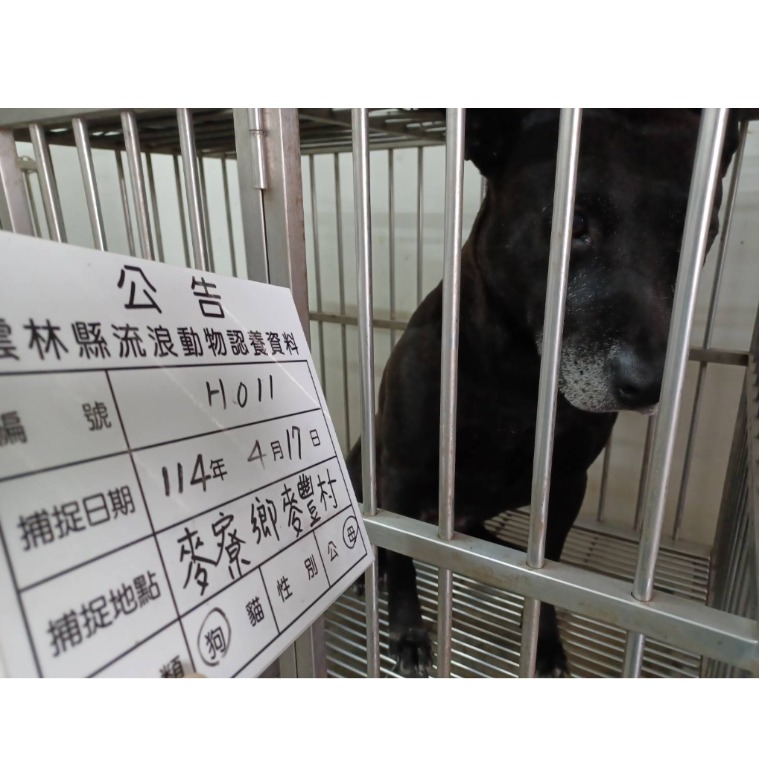 雲林縣已領養狗 混種犬