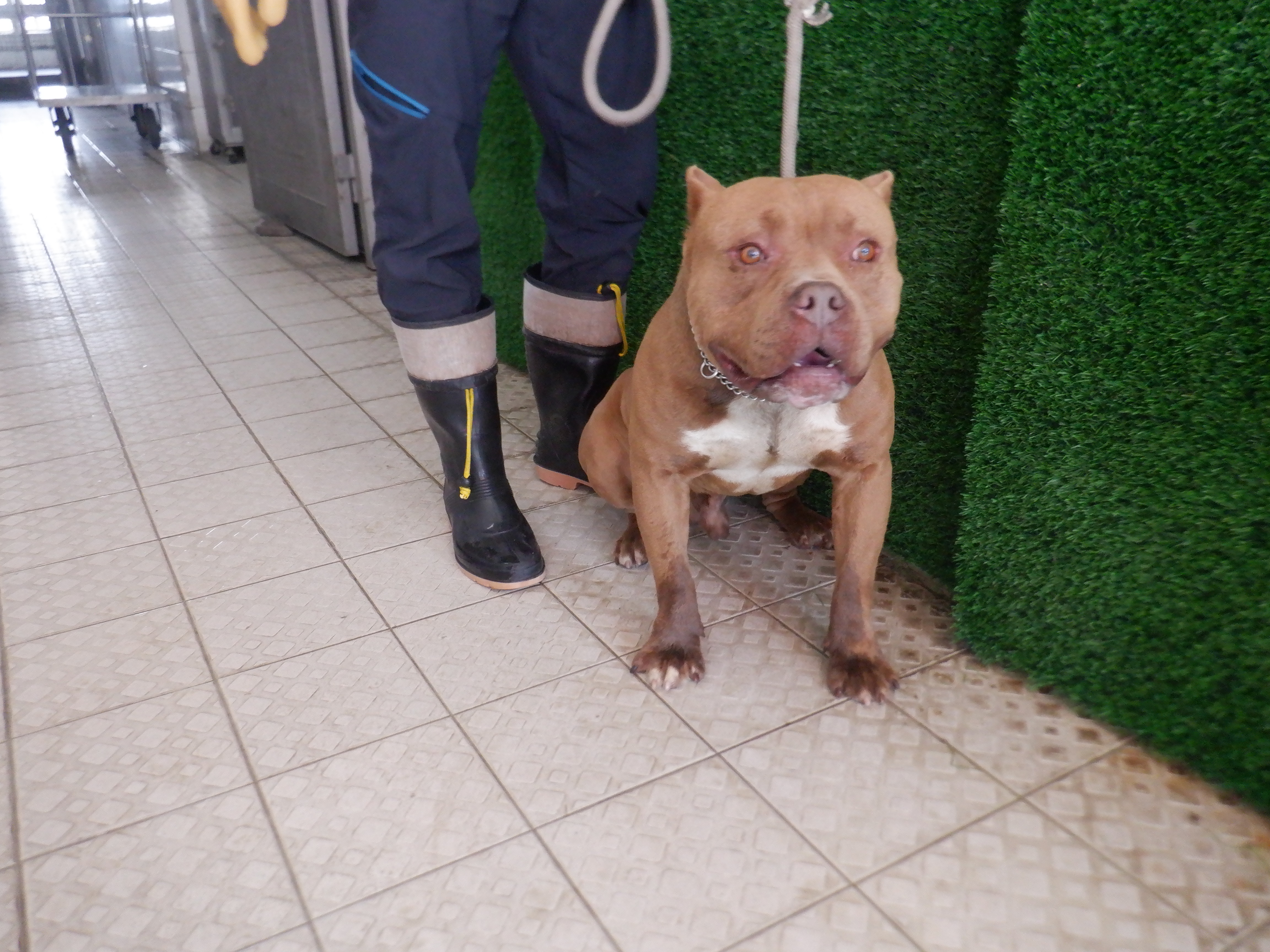 南投縣已領養狗 比特犬