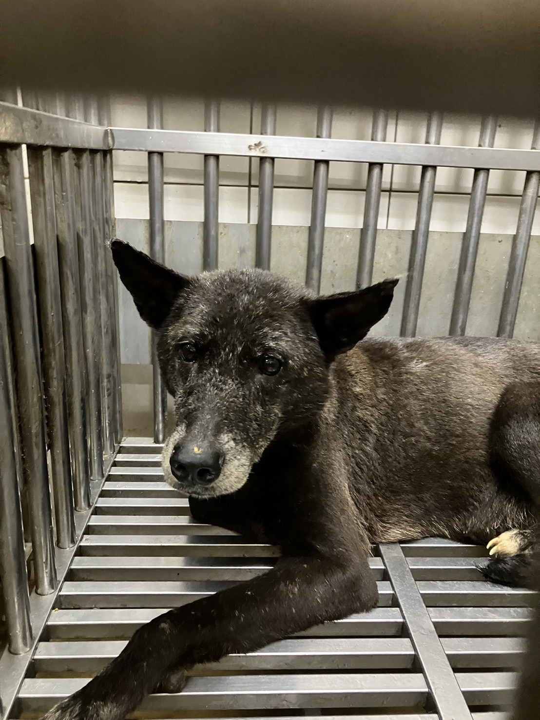 新北市已領養狗 混種犬