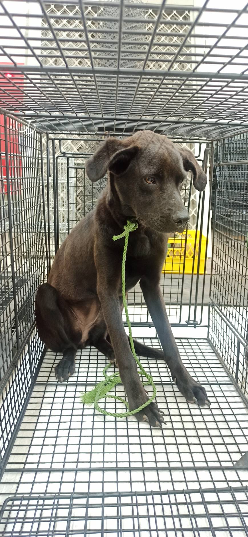 金門縣已領養狗 混種犬