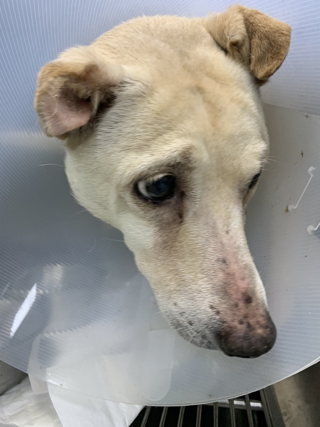 新北市已領養狗 混種犬