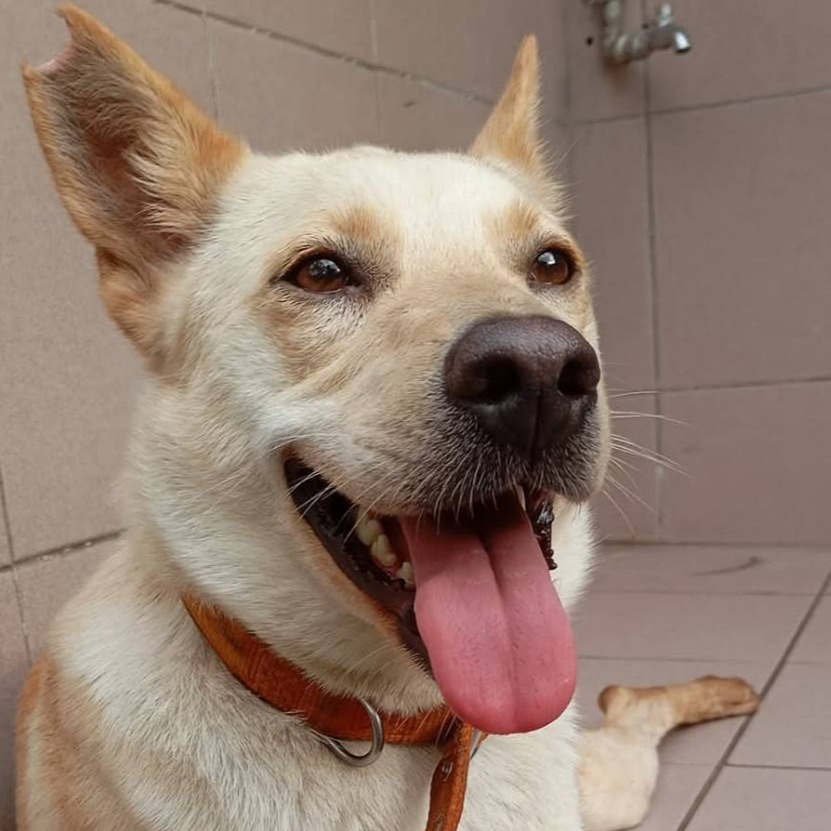台南市已領養狗 混種犬