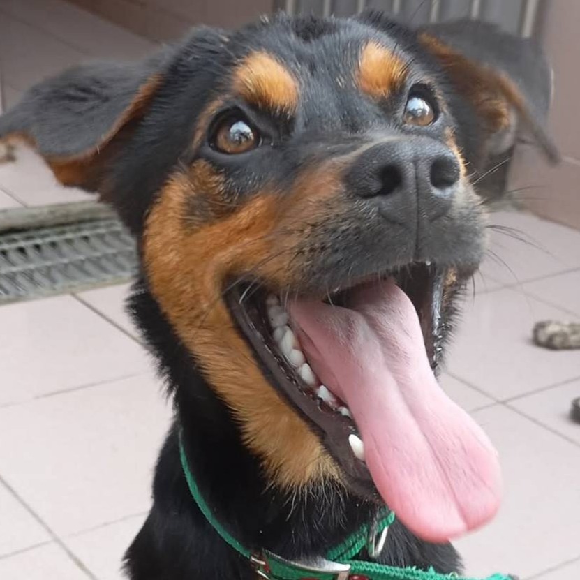 台南市已領養狗 混種犬