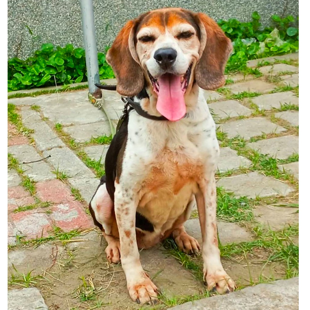 台南市已領養狗 混種犬