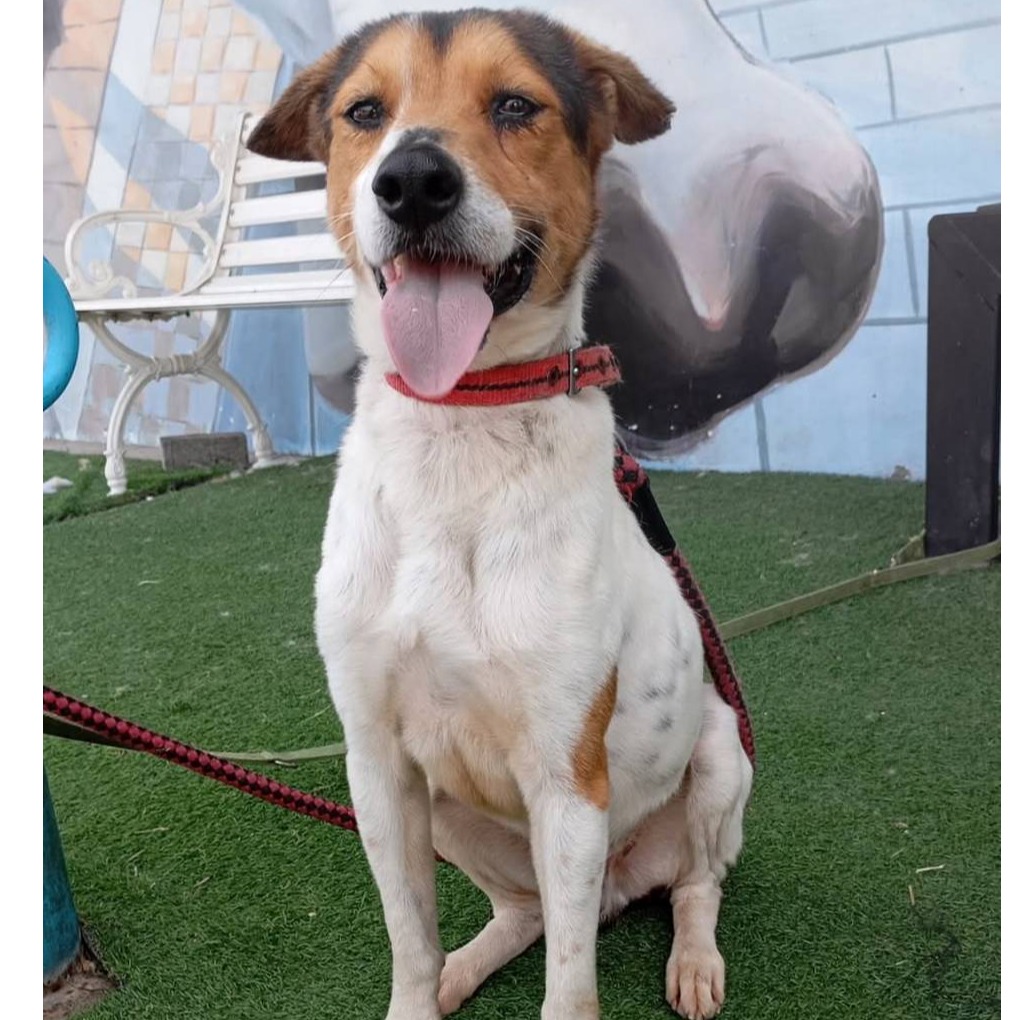 台南市已領養狗 混種犬