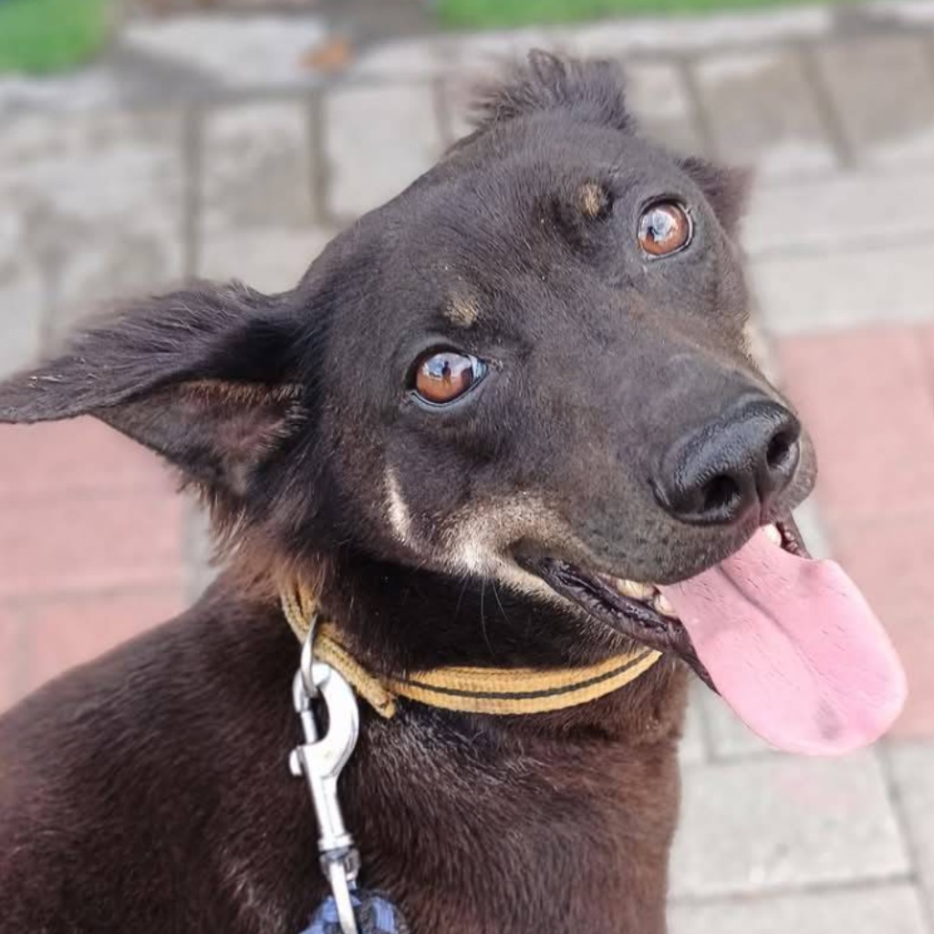 台南市已領養狗 混種犬