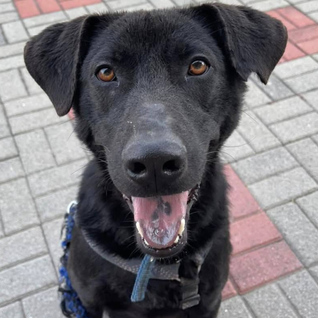 台南市已領養狗 混種犬