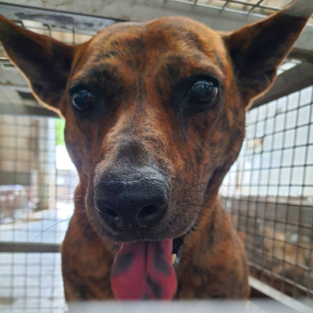 台南市已領養狗 混種犬
