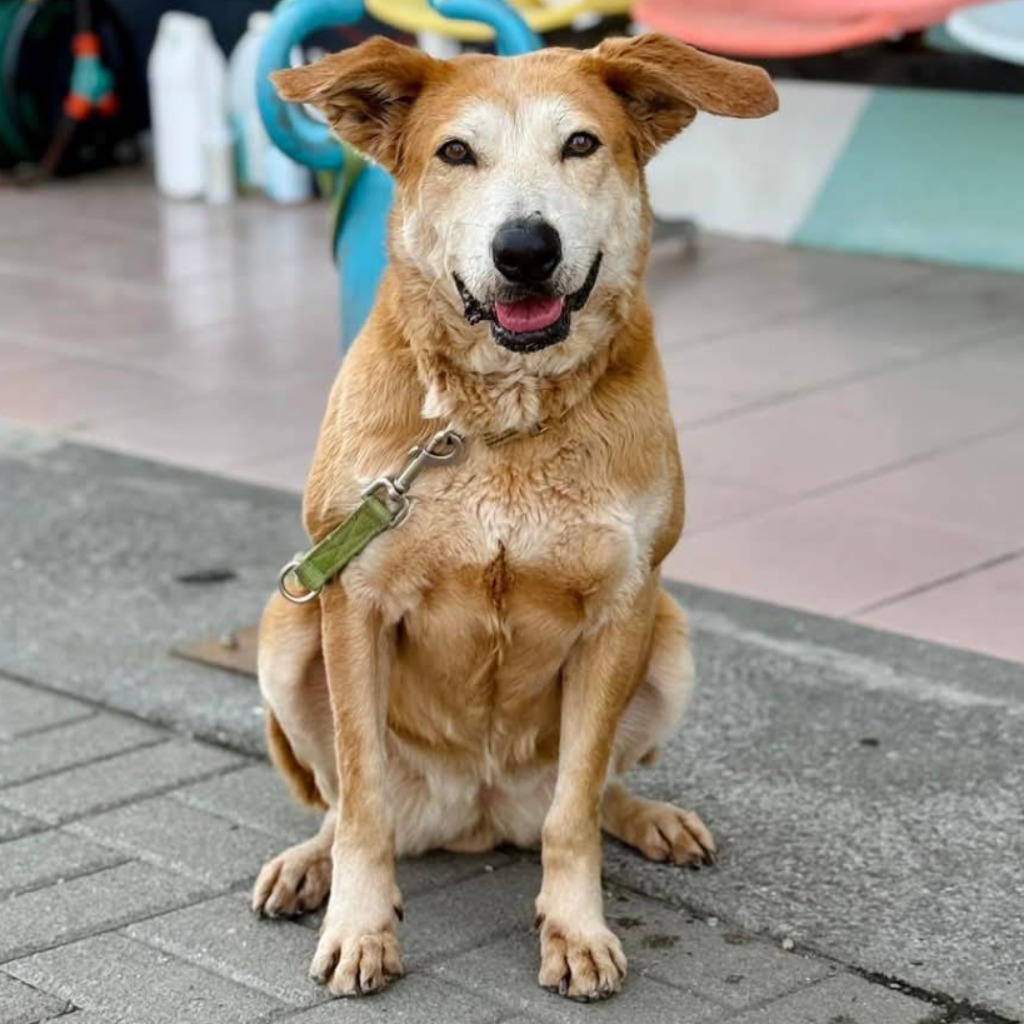 台南市已領養狗 混種犬