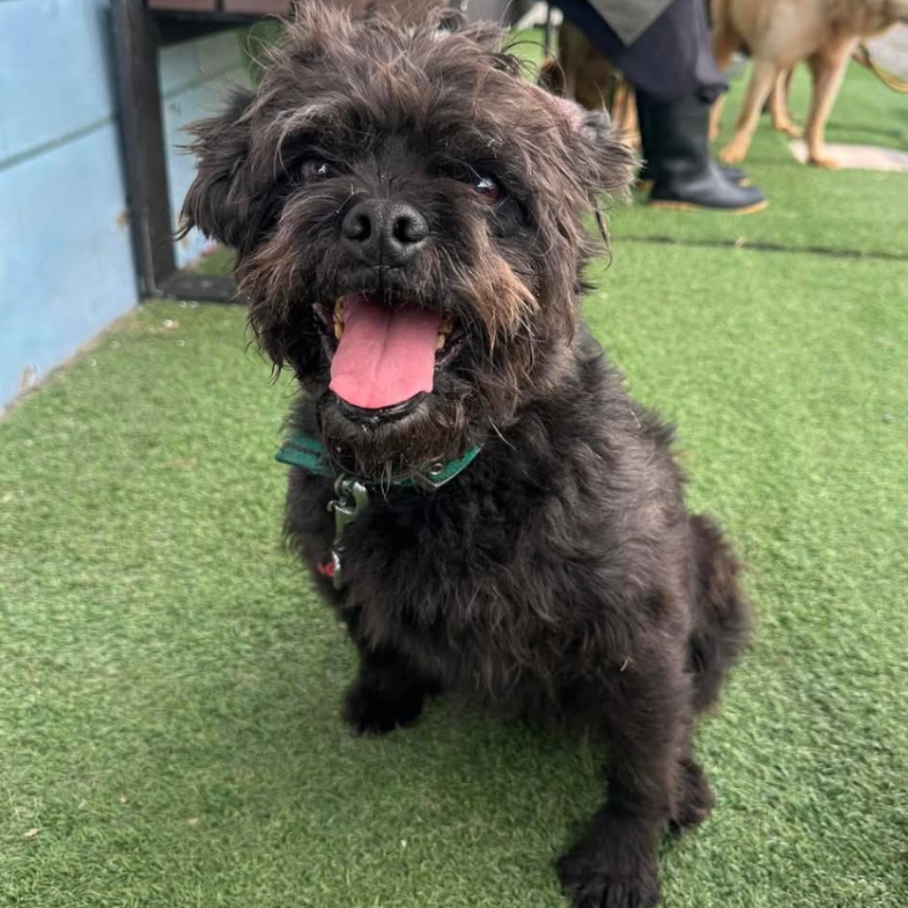 台南市已領養狗 混種犬