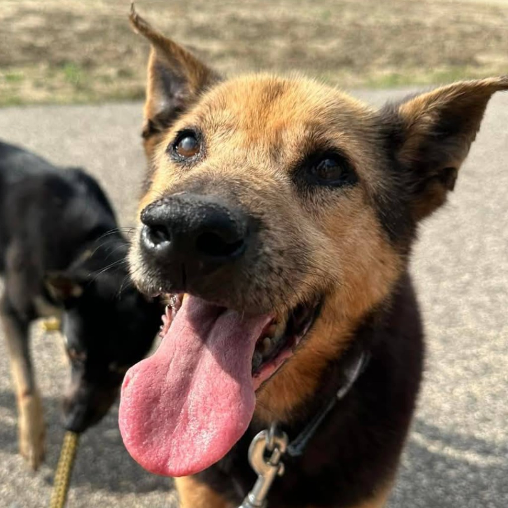 台南市已領養狗 混種犬
