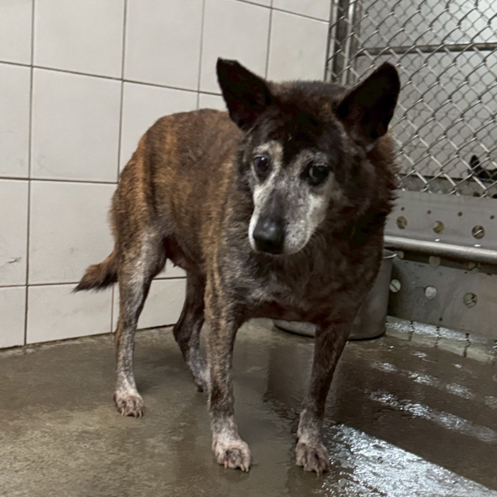 新北市已領養狗 混種犬