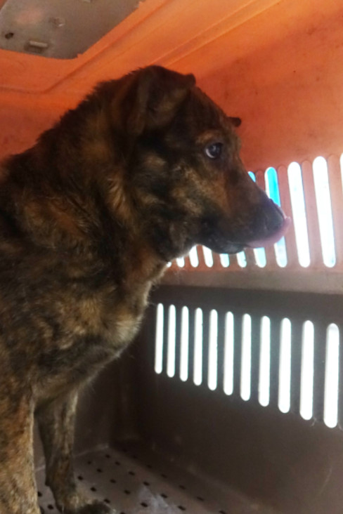 宜蘭縣已領養狗 混種犬