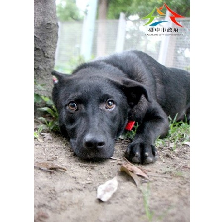 台中市已領養狗 混種犬