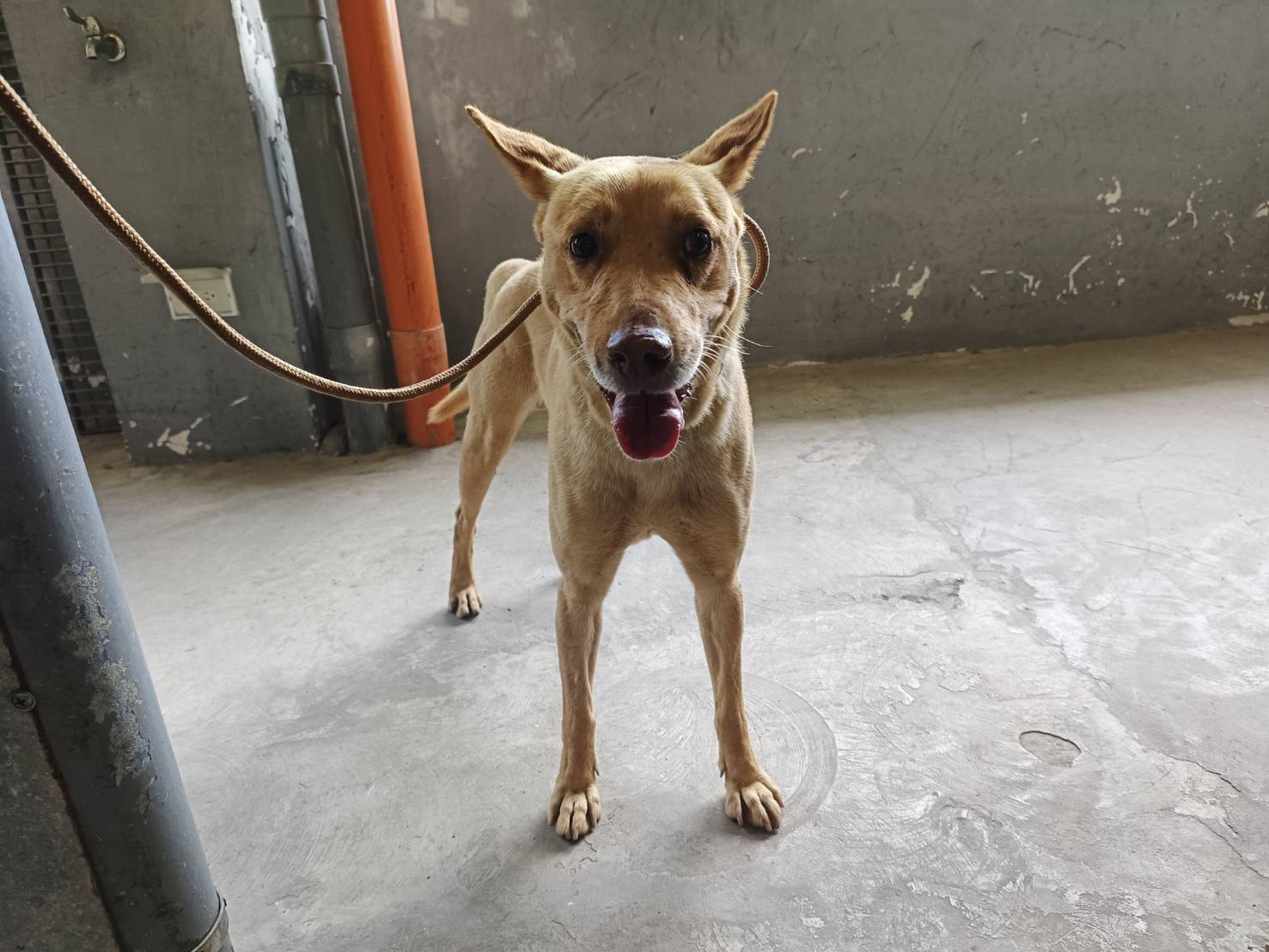 新竹市已領養狗 混種犬