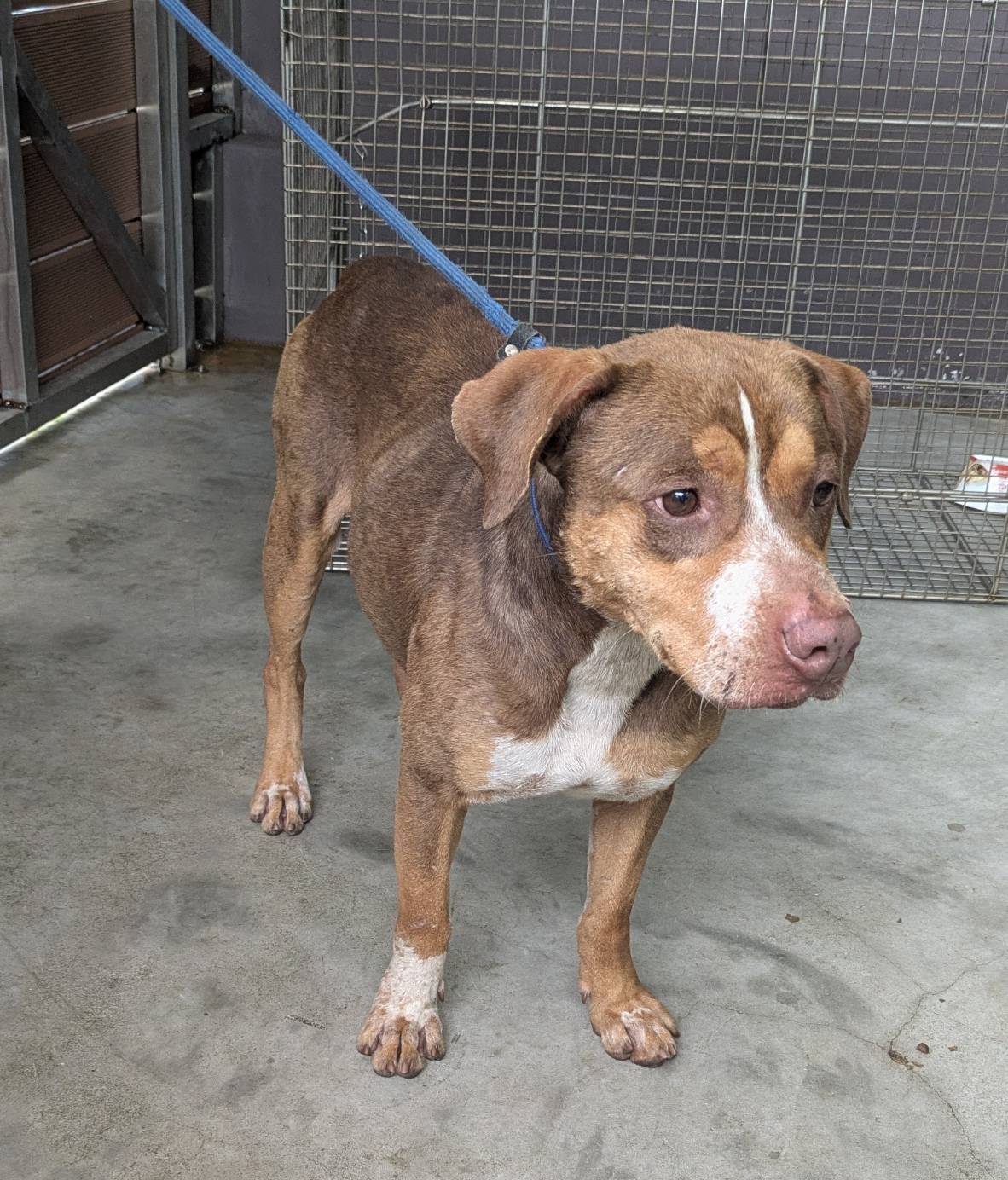 新北市已領養狗 比特犬