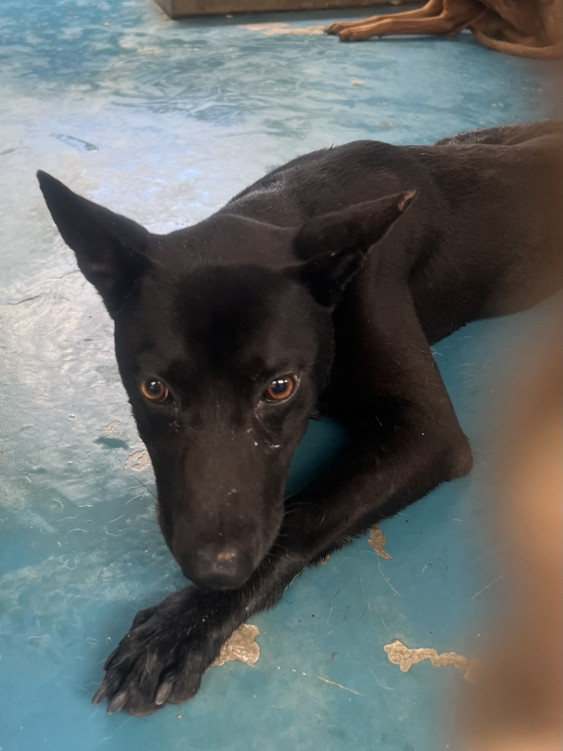 苗栗縣已領養狗 混種犬