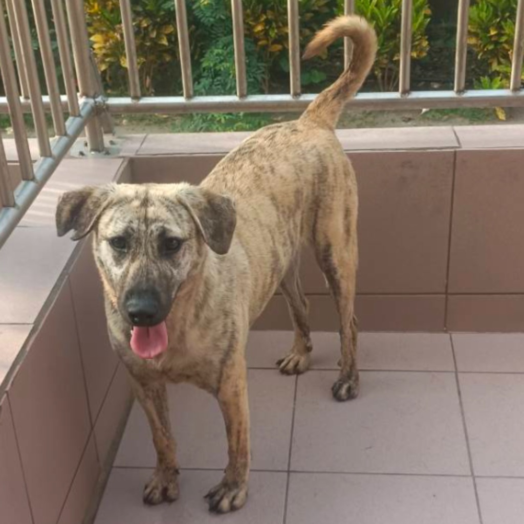 台南市已領養狗 混種犬
