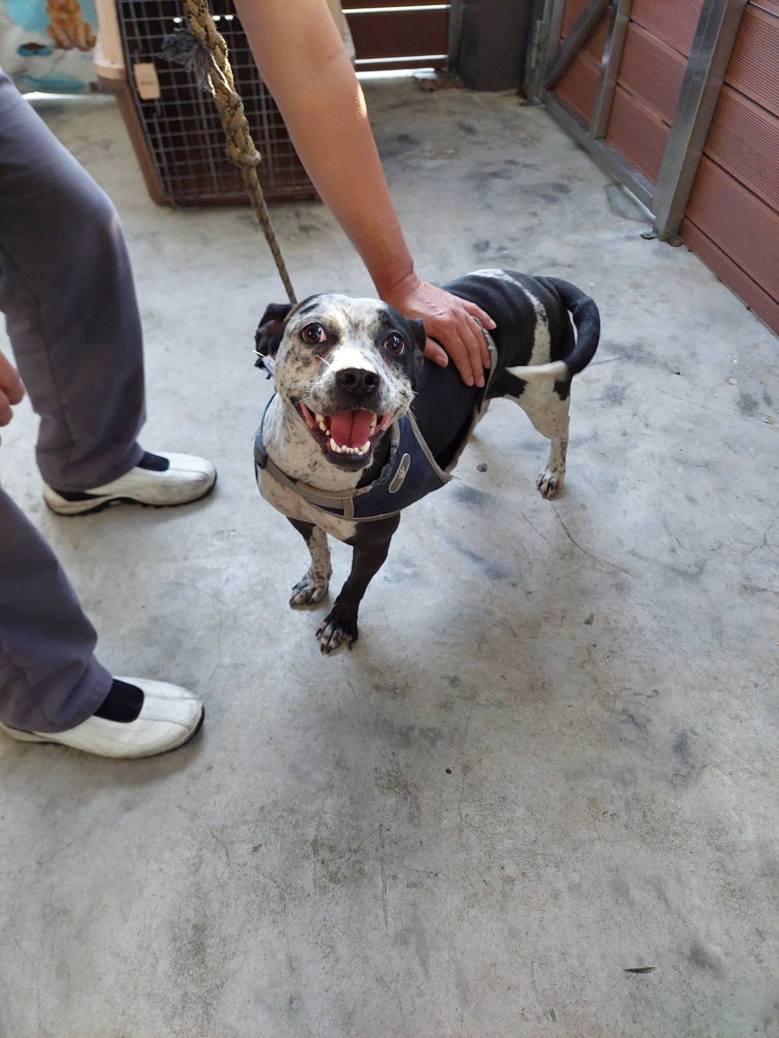 新北市已領養狗 混種犬