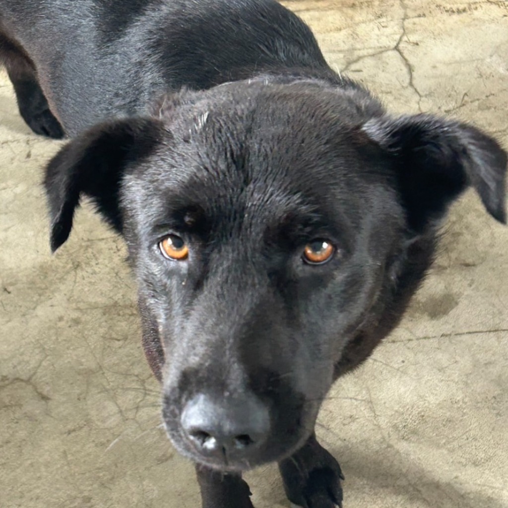 澎湖縣已領養狗 混種犬