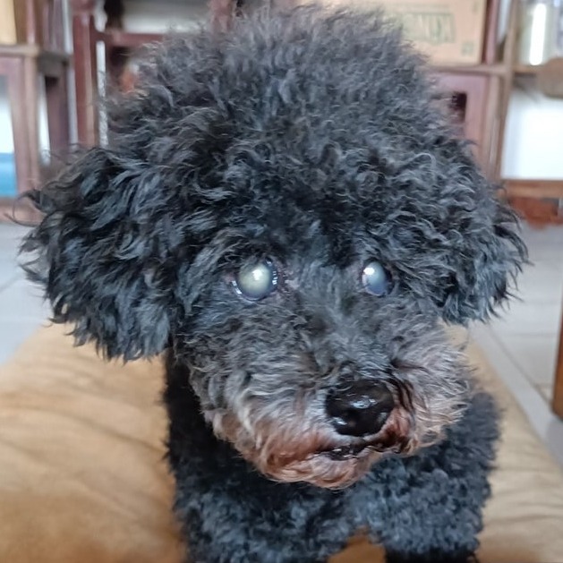 新北市已領養狗 貴賓犬