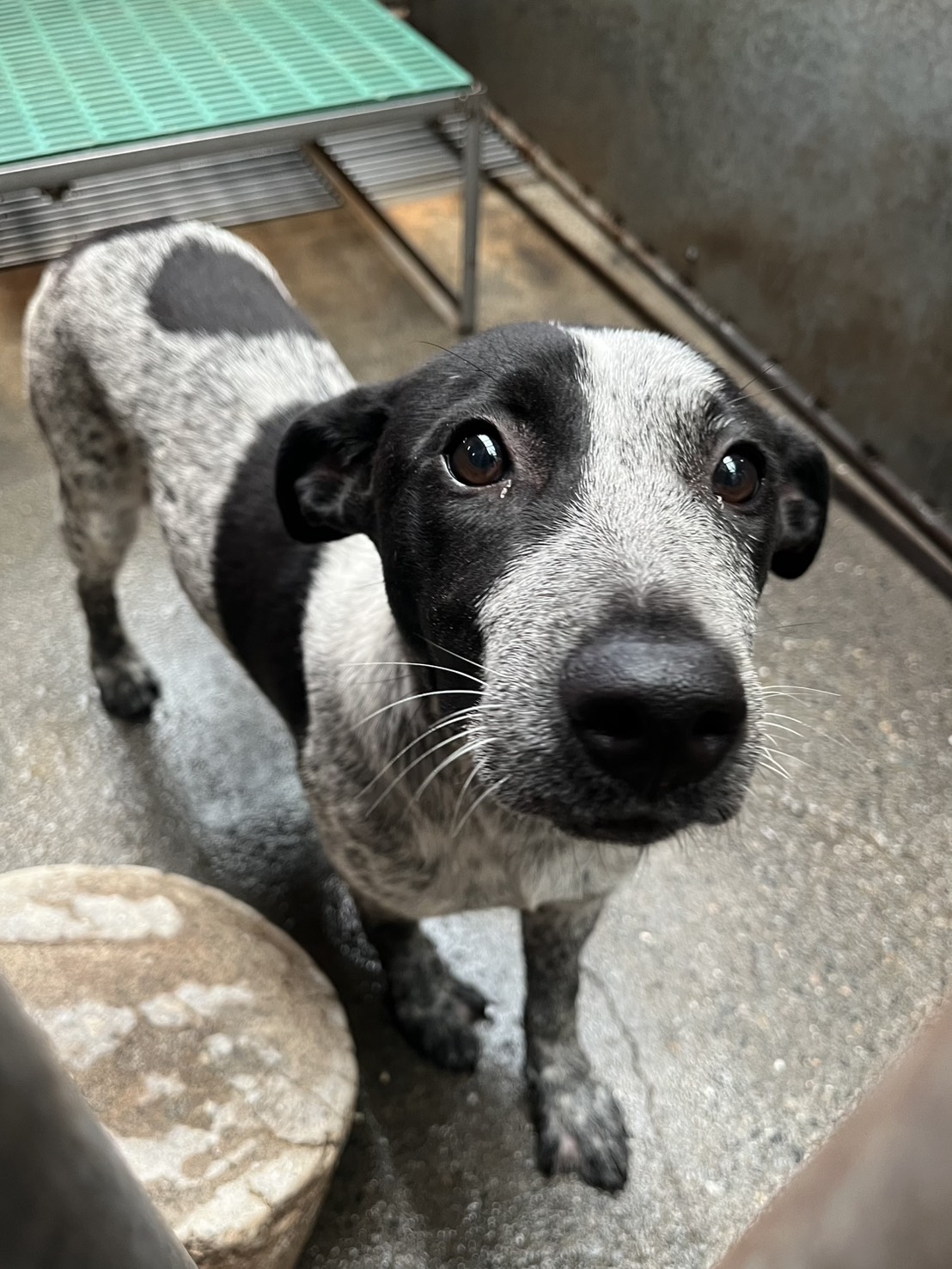 彰化縣已領養狗 混種犬