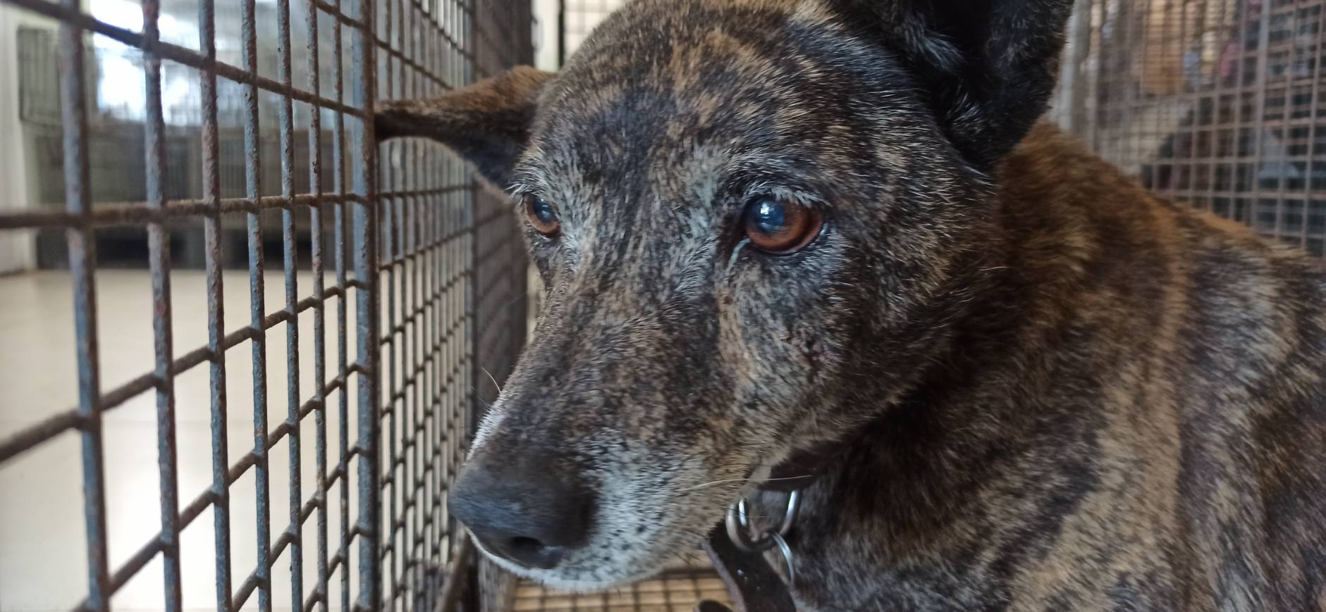 金門縣待認養狗 混種犬