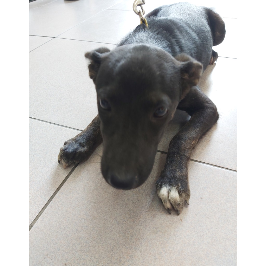 台南市已領養狗 混種犬