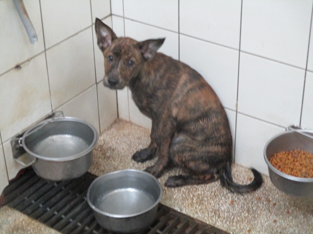 高雄市已領養狗 混種犬