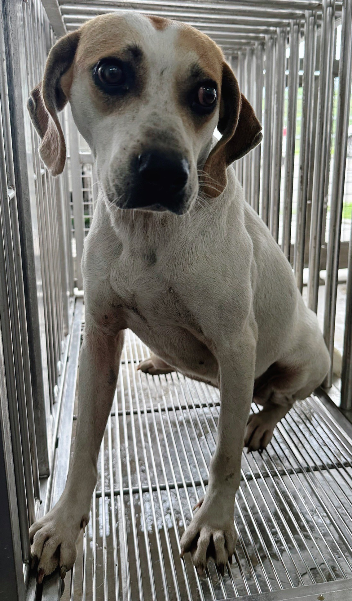 花蓮縣已領養狗 混種犬