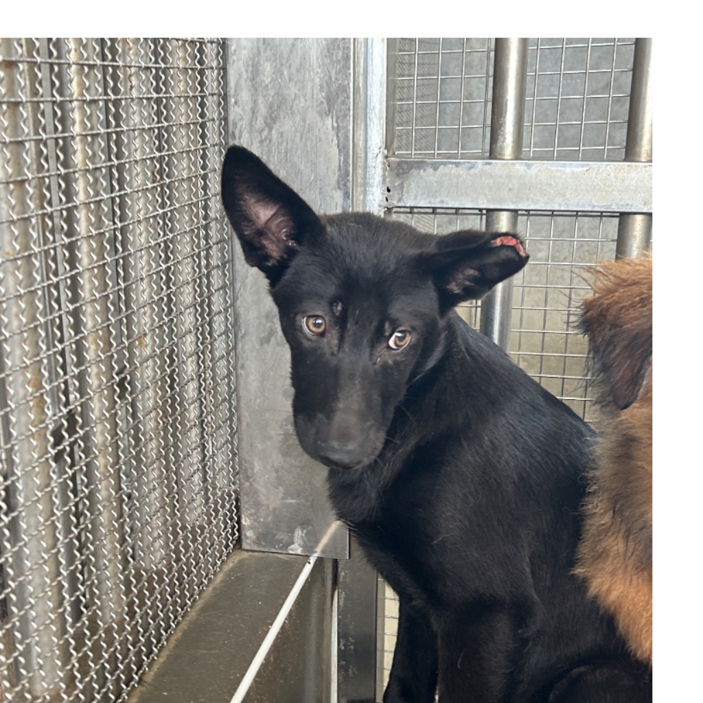 澎湖縣已領養狗 混種犬