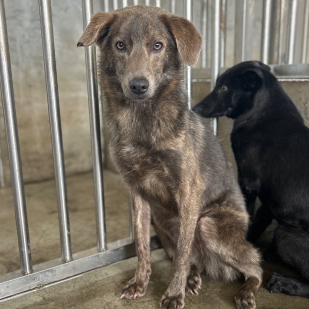 澎湖縣已領養狗 混種犬