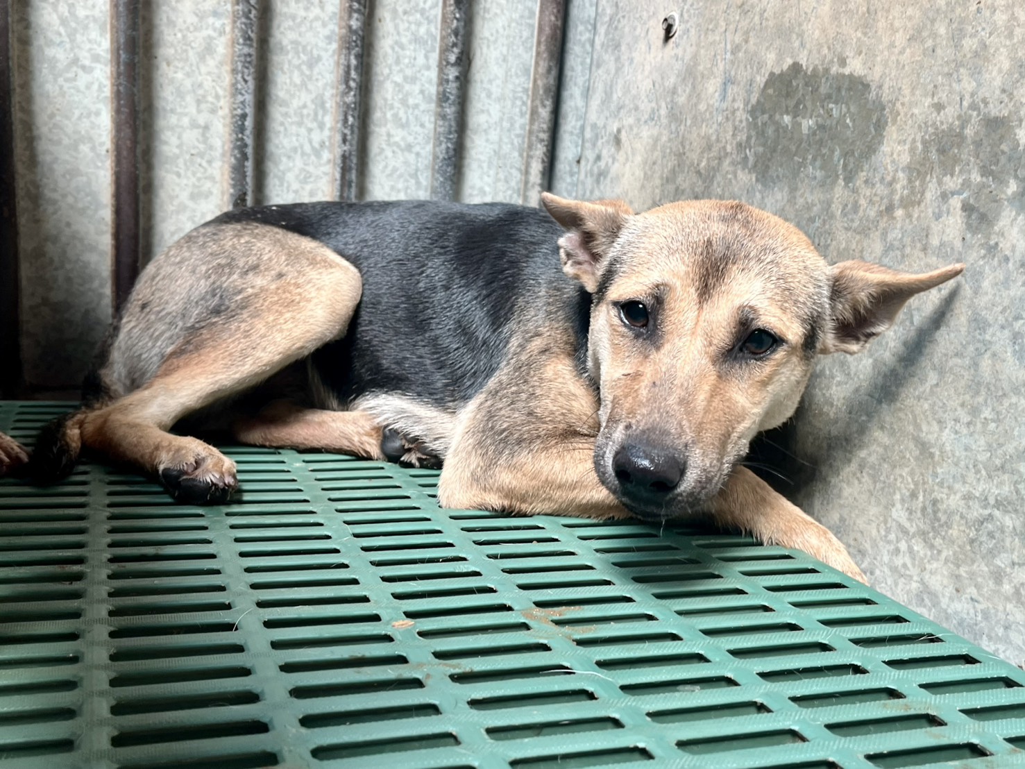 彰化縣已領養狗 混種犬