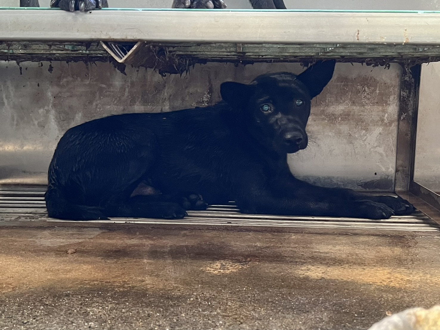 彰化縣已領養狗 混種犬