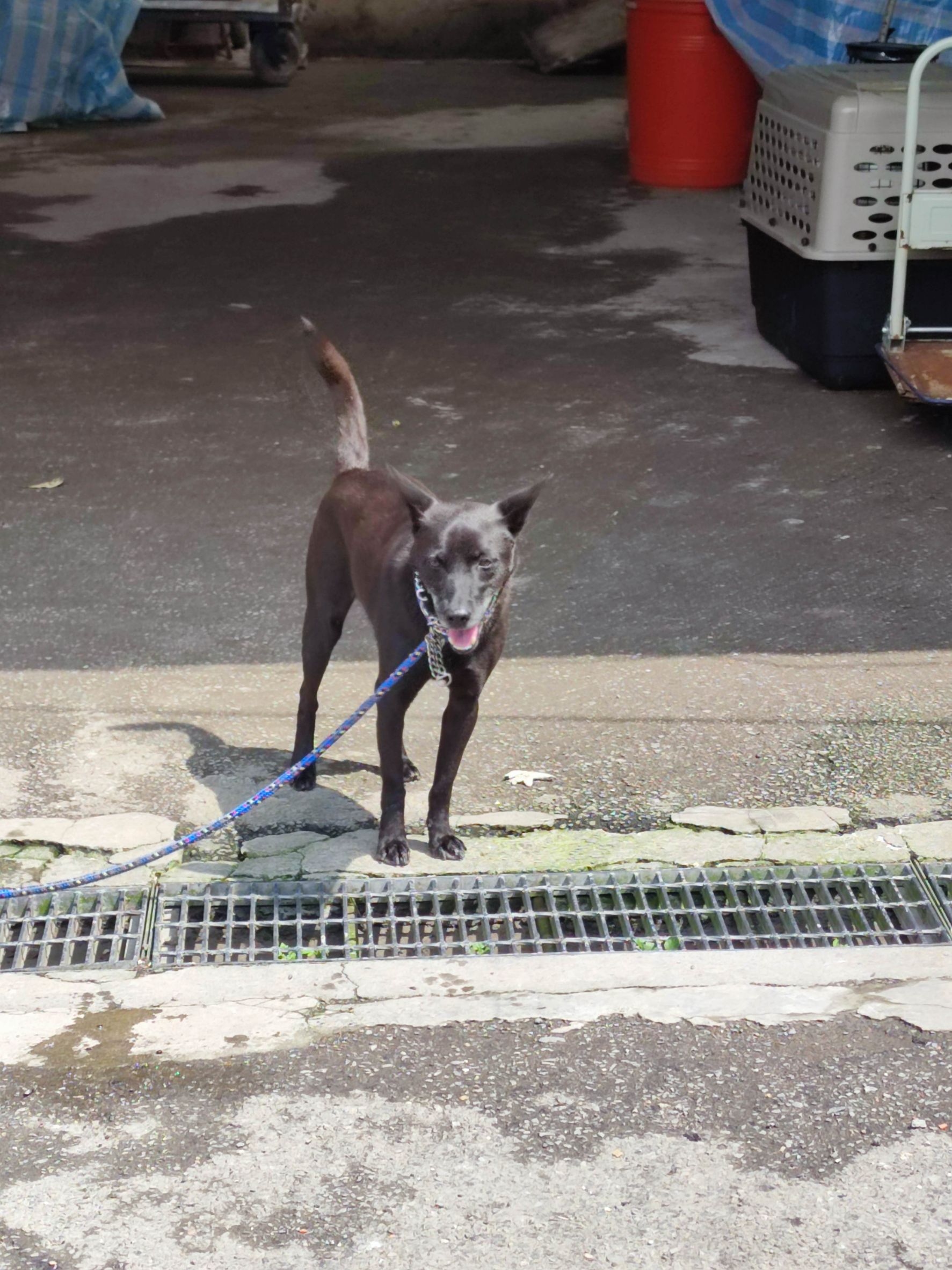 新北市已領養狗 混種犬