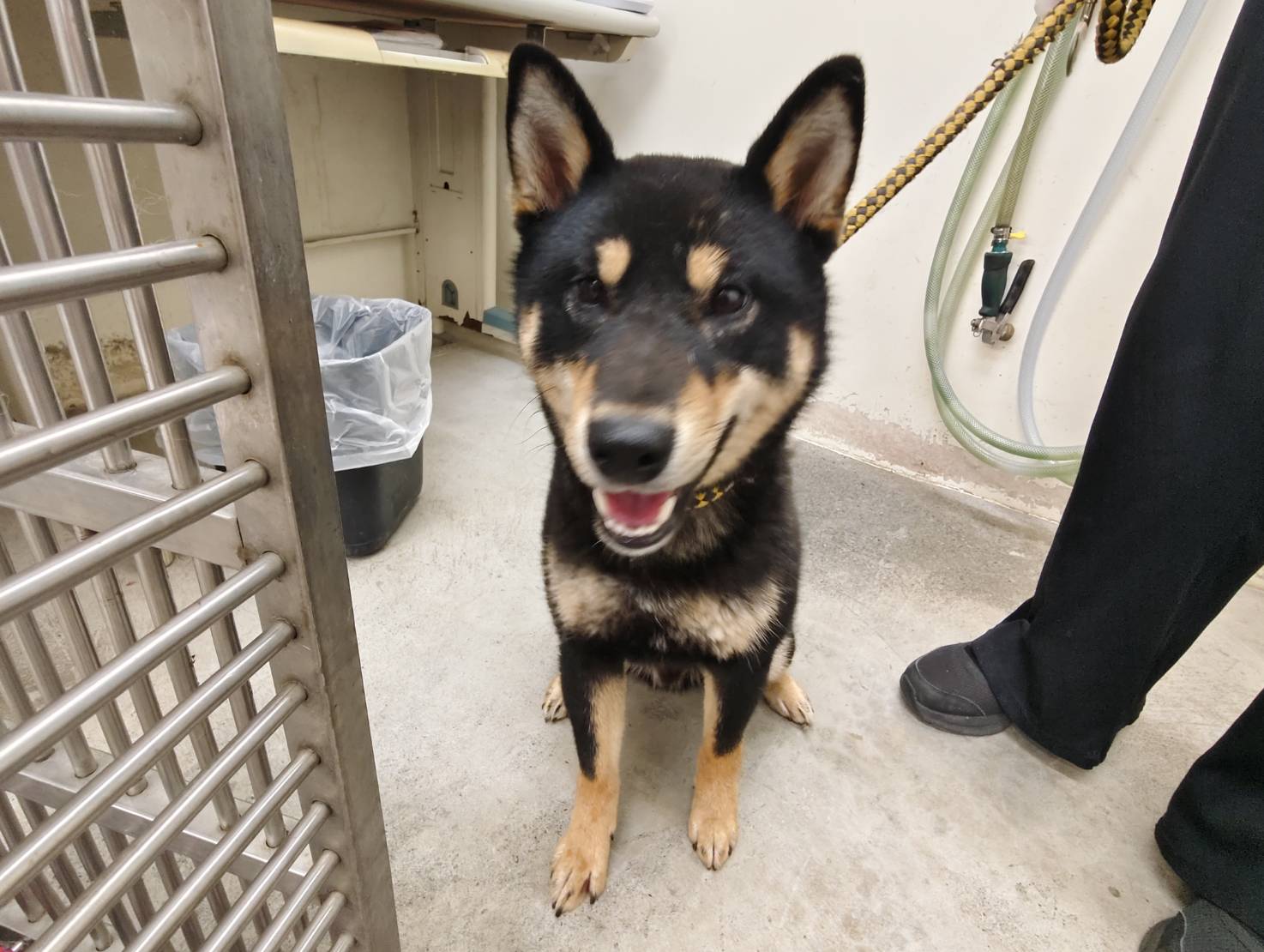 台北市已領養狗 混種犬