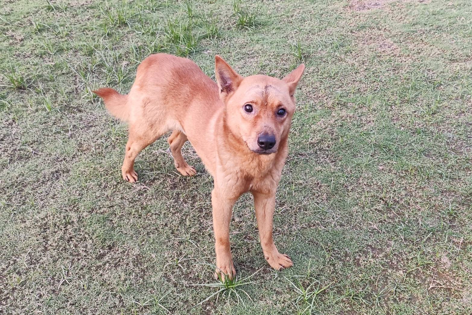 新竹市已領養狗 混種犬