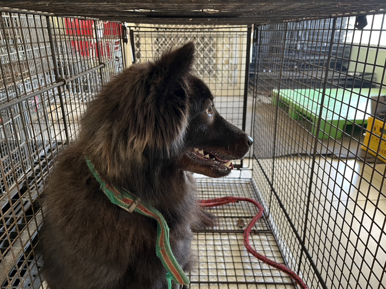 金門縣已領養狗 混種犬