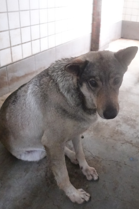 宜蘭縣已領養狗 混種犬