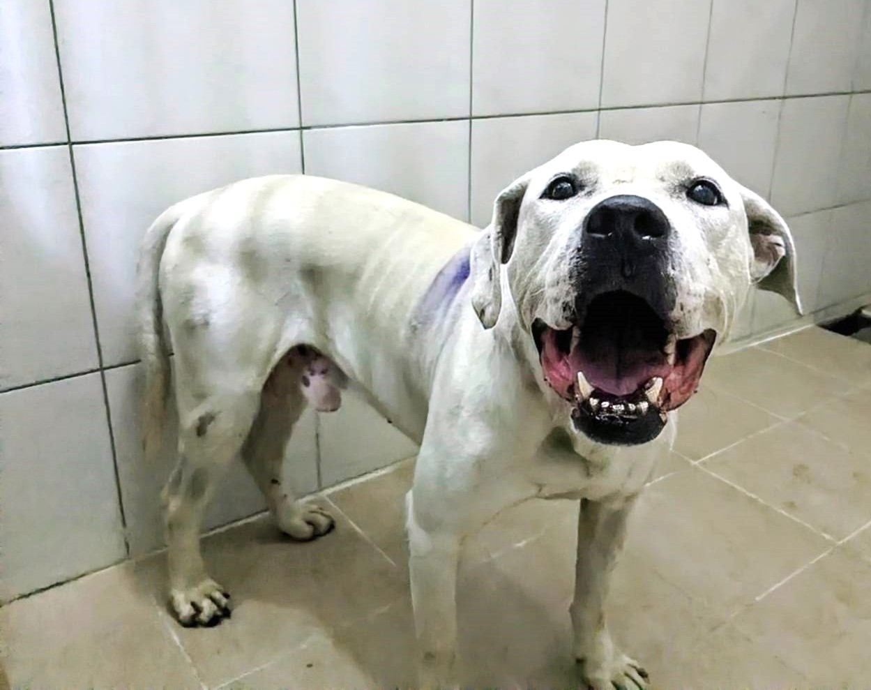 新竹縣已領養狗 混種犬
