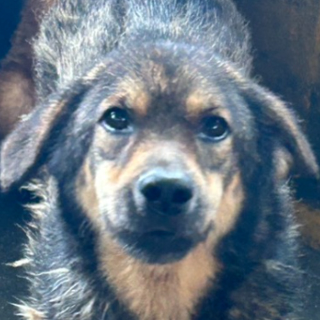 澎湖縣已領養狗 混種犬
