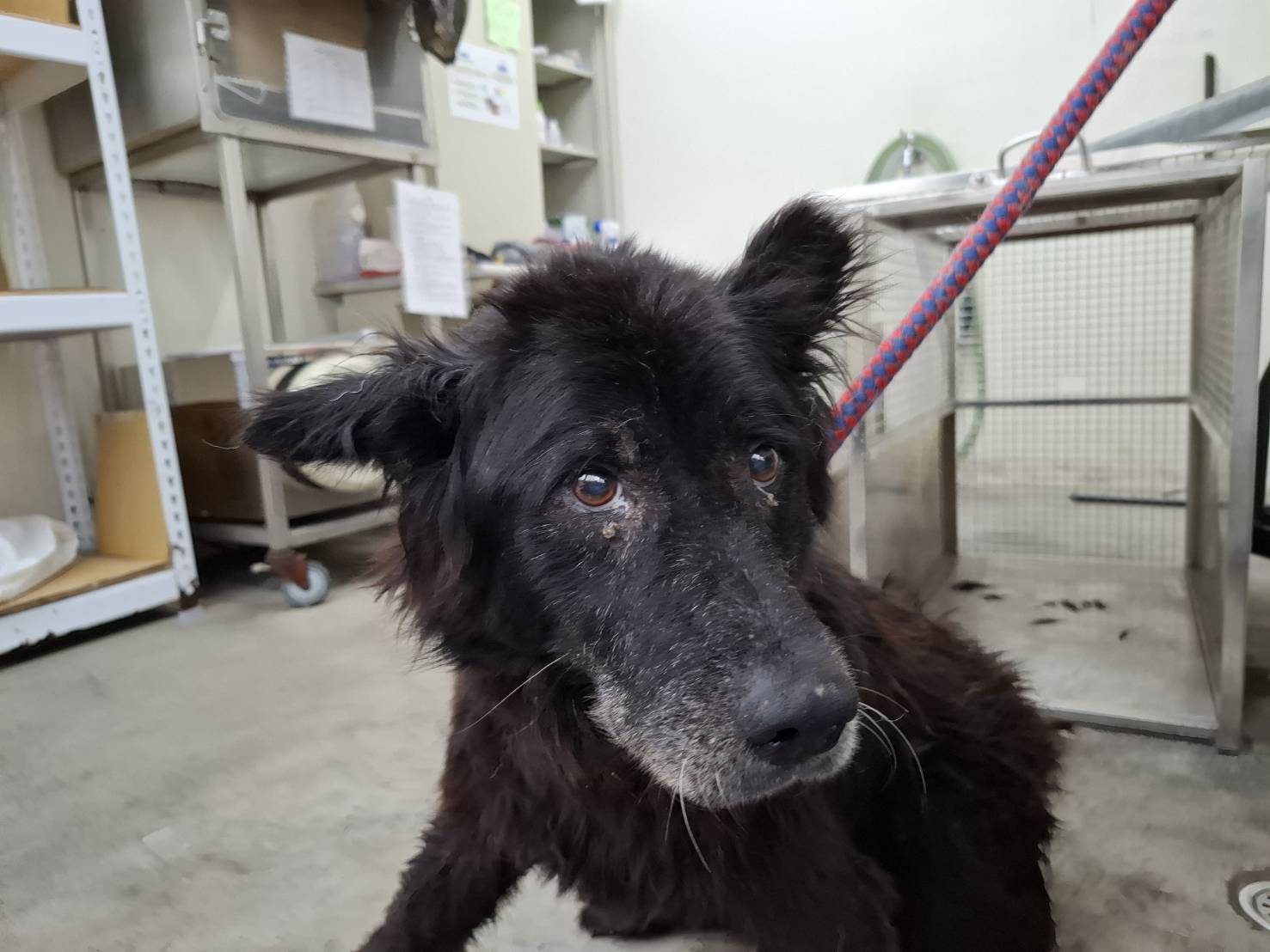 台北市已領養狗 混種犬
