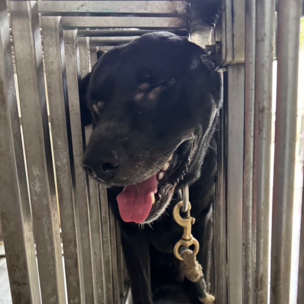 台南市已領養狗 混種犬