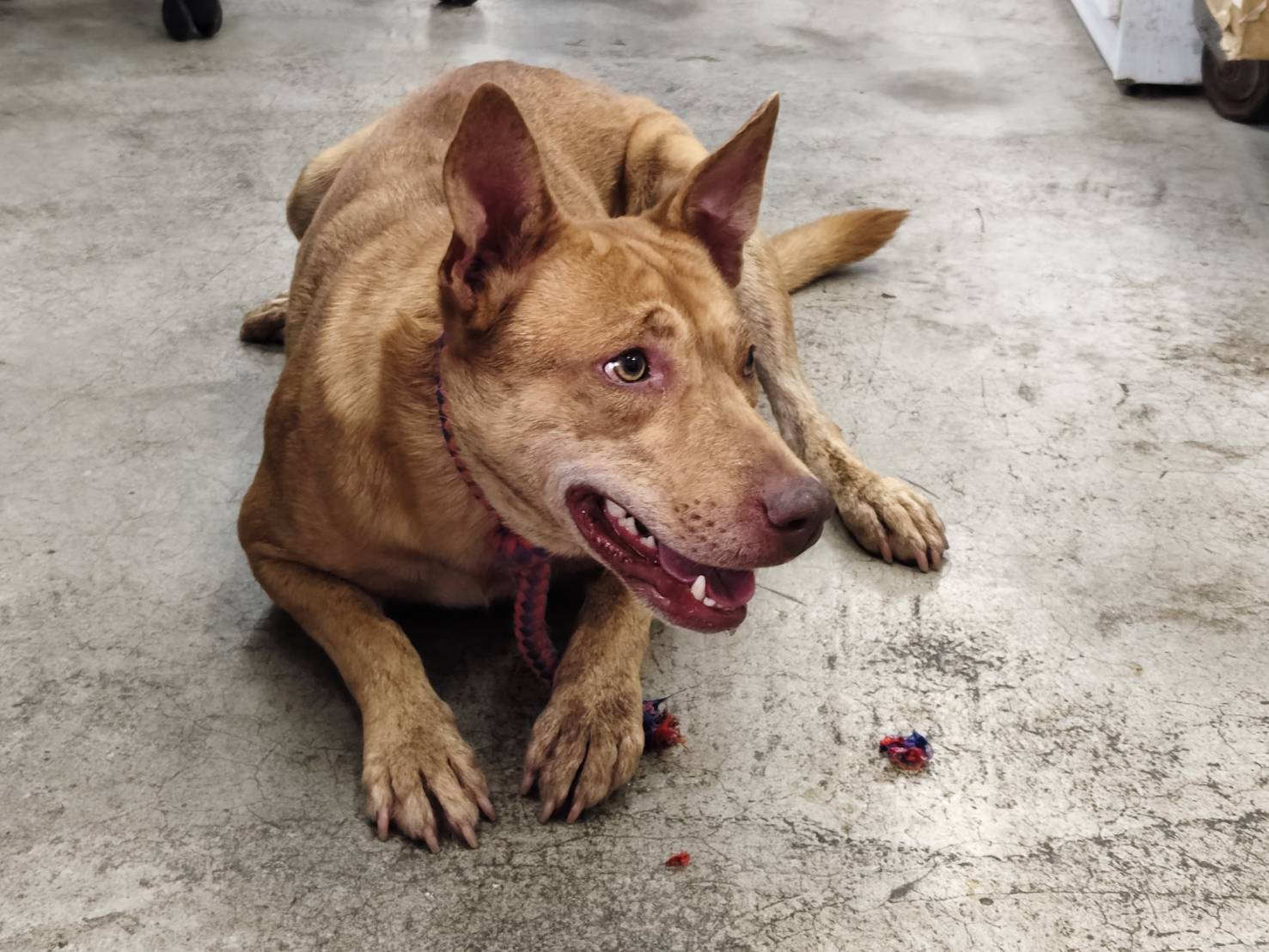 台北市已領養狗 混種犬